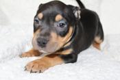 American Bully