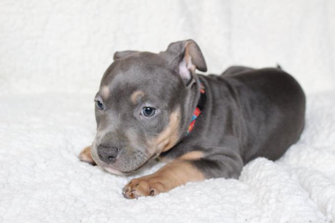 American Bully