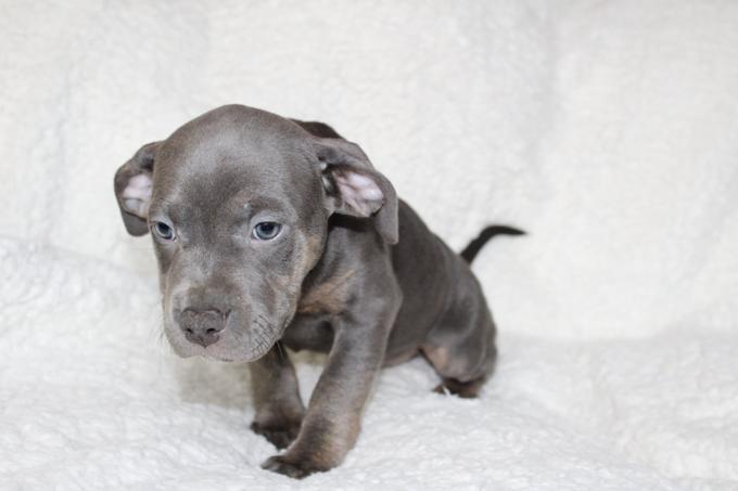 American Bully