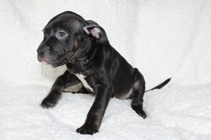American Bully