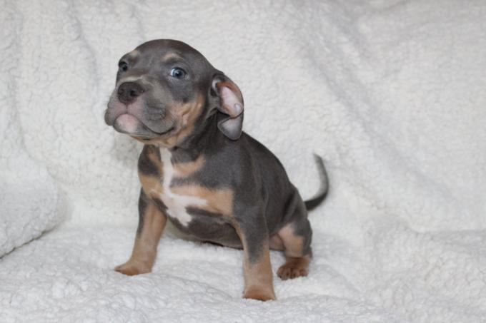 American Bully