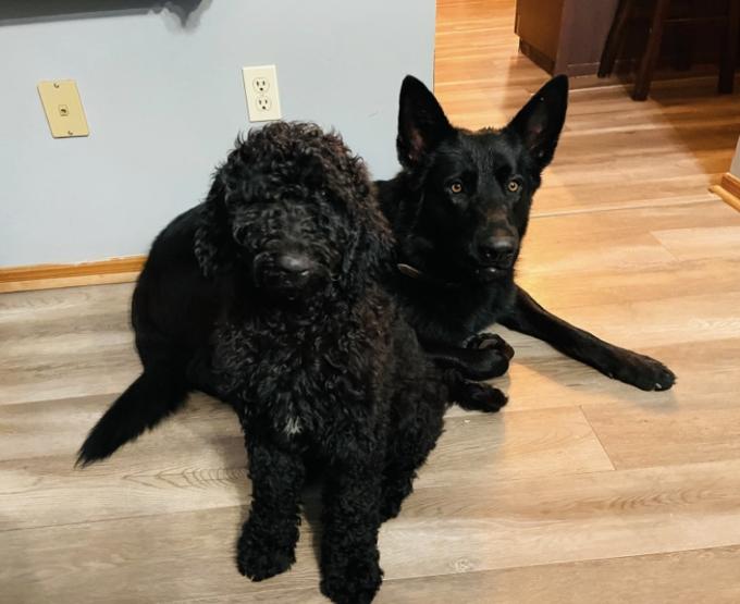 German shepherd/poodle
