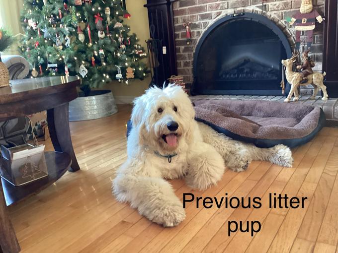 German shepherd/poodle