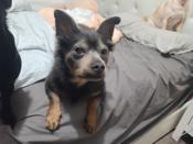 Chihuahua mix