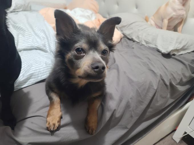 Chihuahua mix