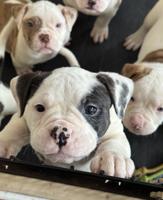 American Bulldog