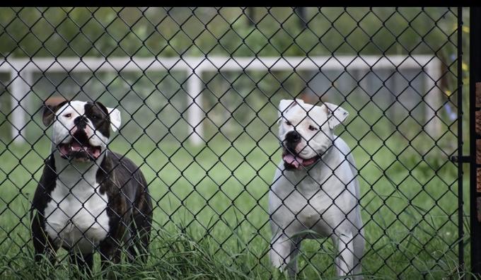 American Bulldog