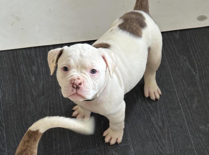 American Bulldog