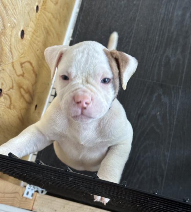 American Bulldog