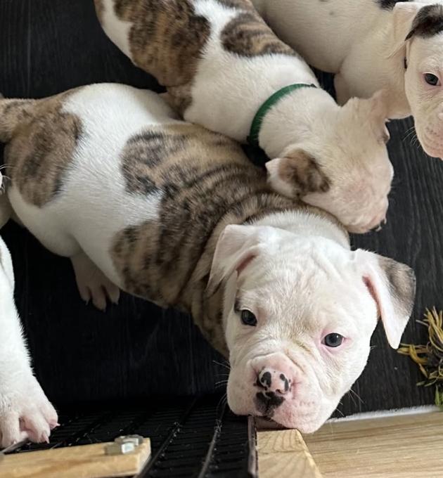 American Bulldog