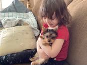 Yorkie