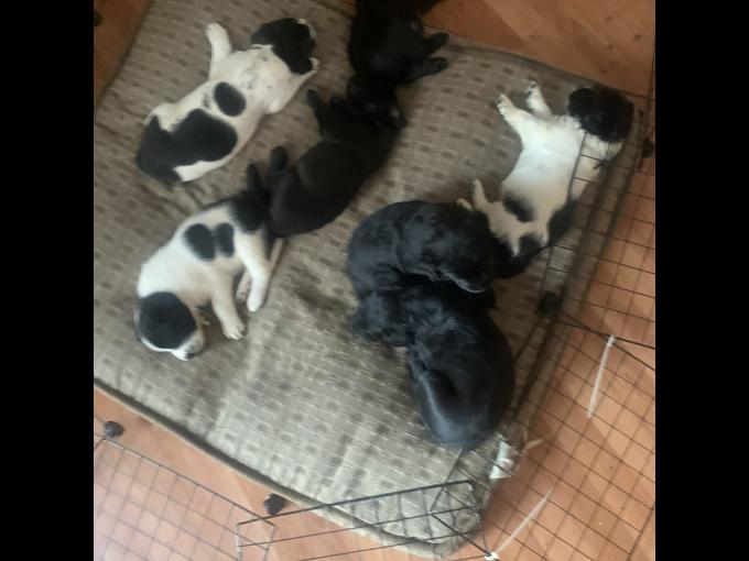 Cane corso, mastiff, rotweiller, lab