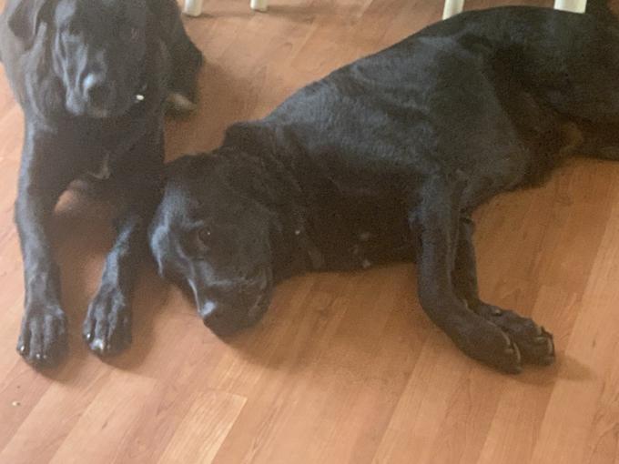Cane corso, mastiff, rotweiller, lab