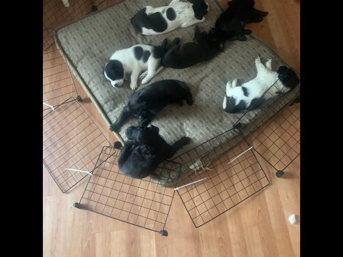 Cane corso, mastiff, rotweiller, lab