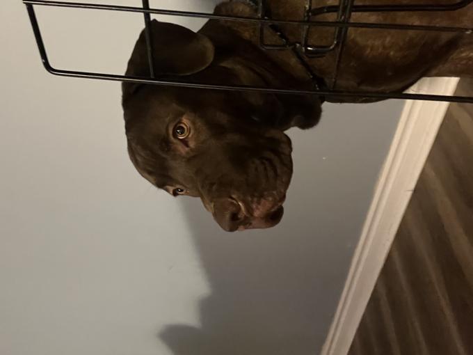 Labrador