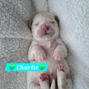 Bishon-Frise Toy Poodle Cross