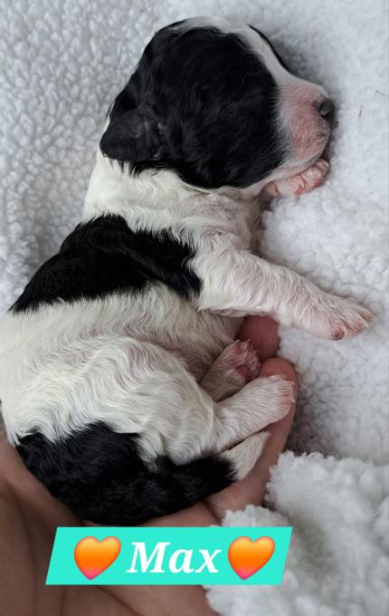 Bishon-Frise Toy Poodle Cross