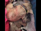 blue merle chihuahuas