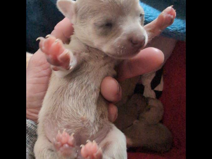 blue merle chihuahuas
