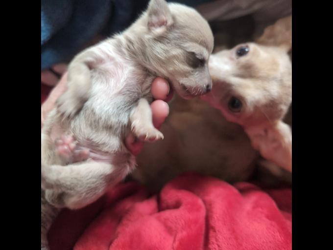 blue merle chihuahuas
