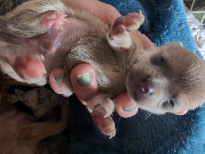 blue merle chihuahuas