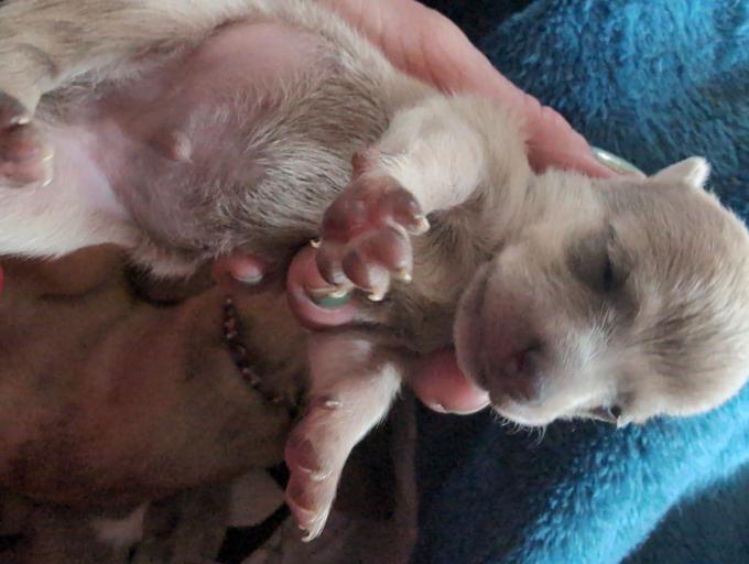 blue merle chihuahuas
