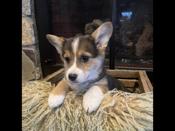 Welsh Pembroke Corgi