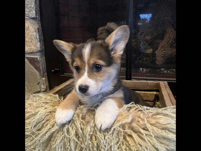 Welsh Pembroke Corgi