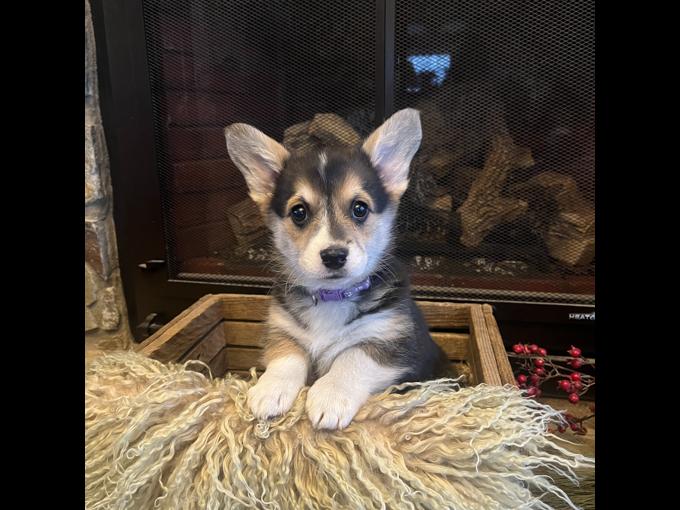 Welsh Pembroke Corgi