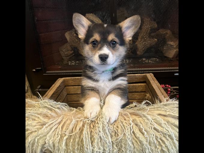 Welsh Pembroke Corgi