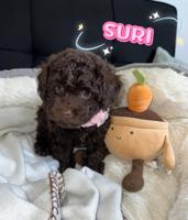 Toy Poodle