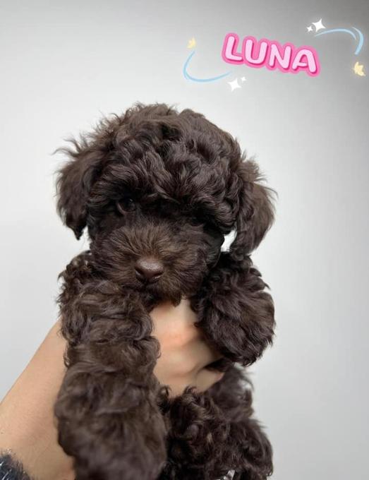 Toy Poodle