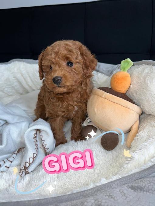 Toy Poodle