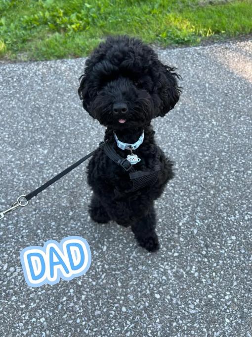 Toy Poodle