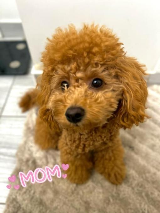 Toy Poodle