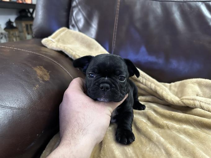 French Bulldog
