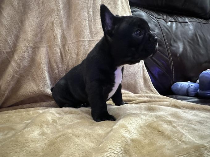 French Bulldog