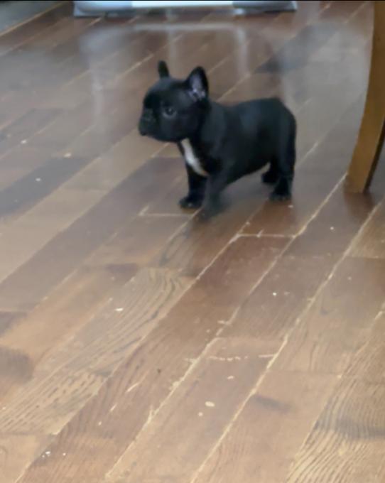 French Bulldog