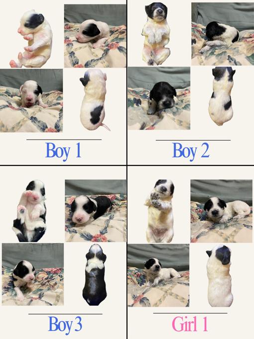 Portuguese Water Dogs