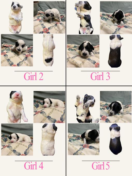 Portuguese Water Dogs