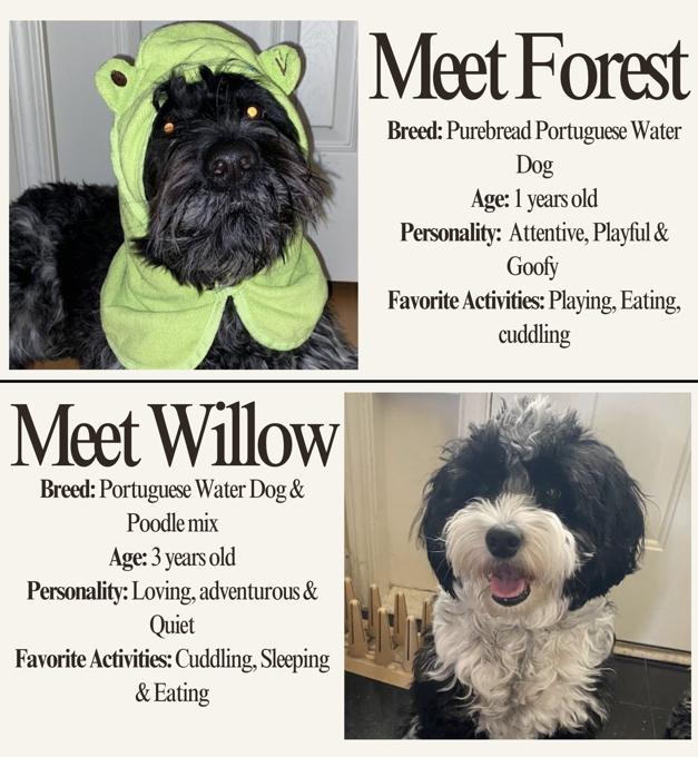 Portuguese Water Dogs