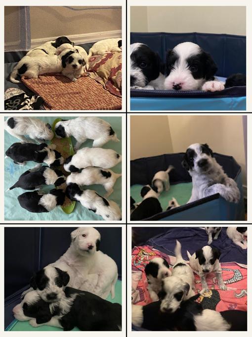Portuguese Water Dogs