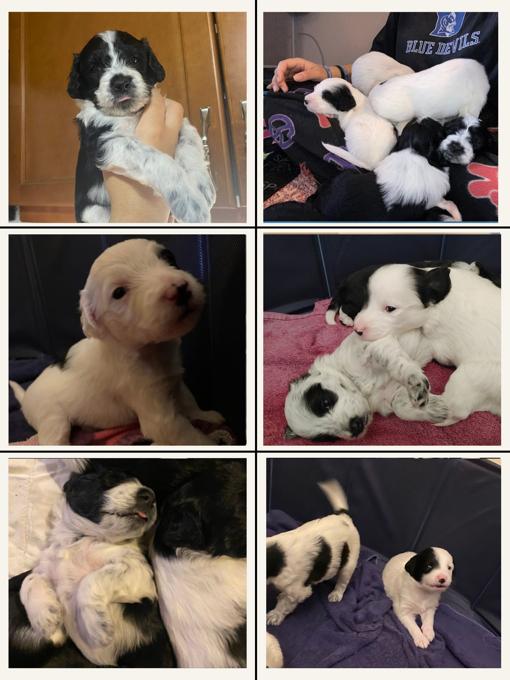 Portuguese Water Dogs