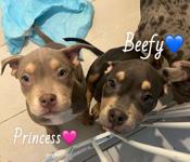 pocket bullies