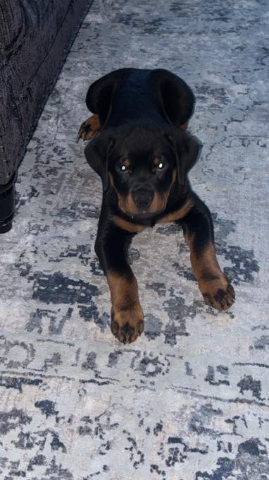 Rottweiler
