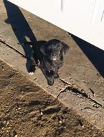Mastador