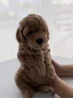 Poodle