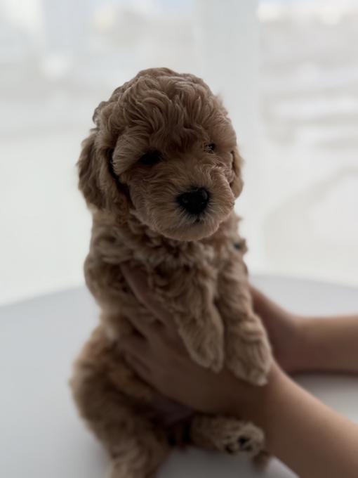 Poodle
