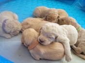 Labradoodle