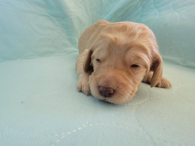 Labradoodle